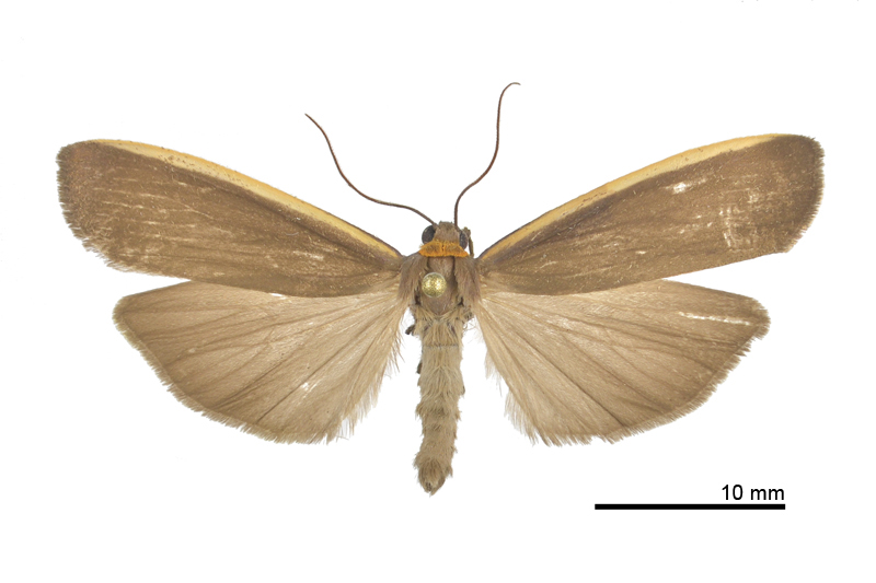 Ghoria subpurpurea Male